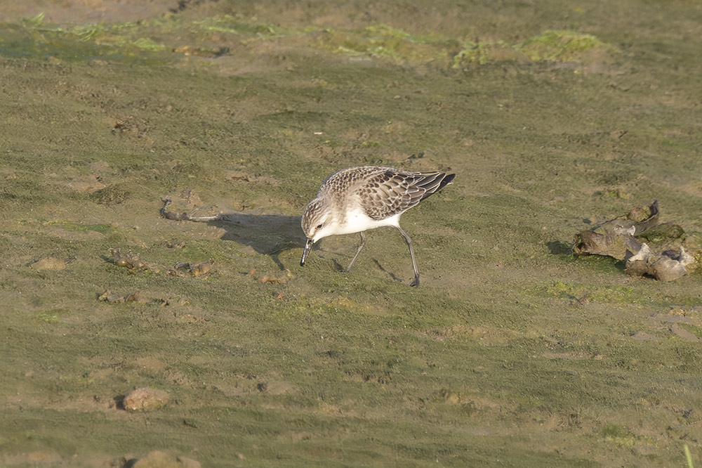 Semipalmated sandpiper